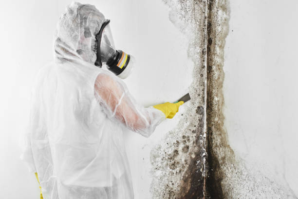 Best Local Mold Removal Service  in Spencer, WI