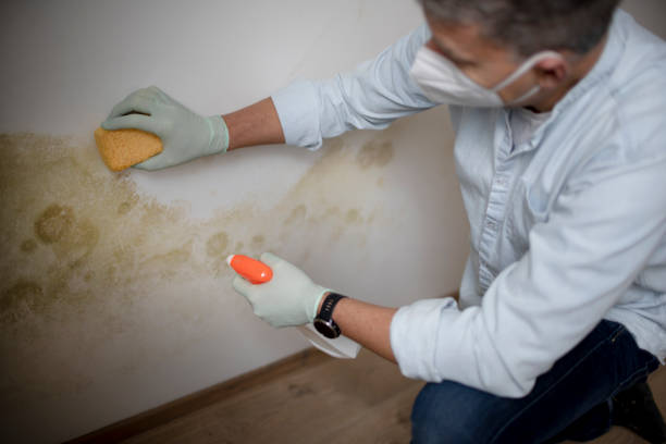 Best Mold Removal Process  in Spencer, WI