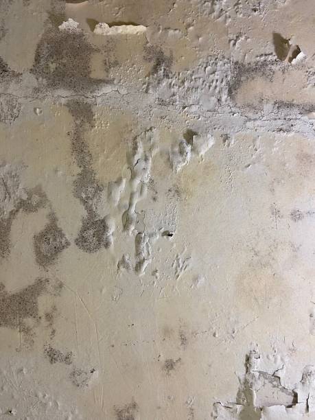 Best Commercial Mold Removal  in Spencer, WI