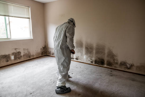 Best Affordable Mold Removal  in Spencer, WI