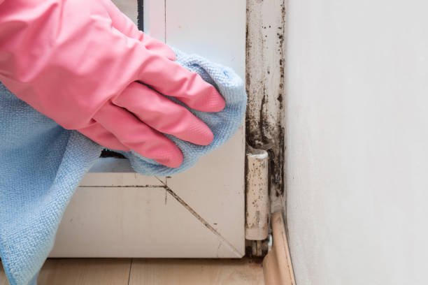 Best Attic Mold Removal  in Spencer, WI