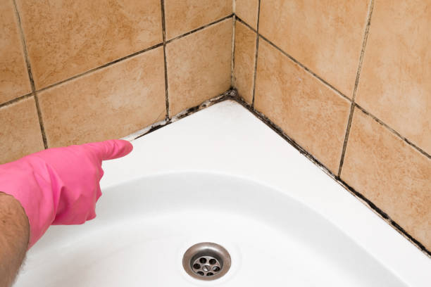 Best Mold Removal Process  in Spencer, WI